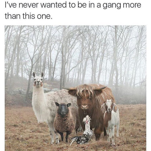 I've never wanted to be in a gang more than this one