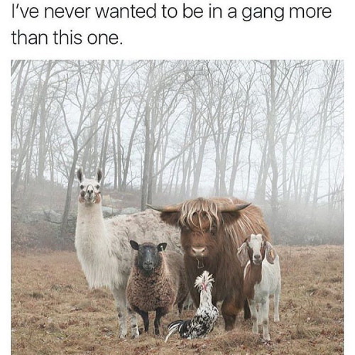 I've never wanted to be in a gang more than this one
