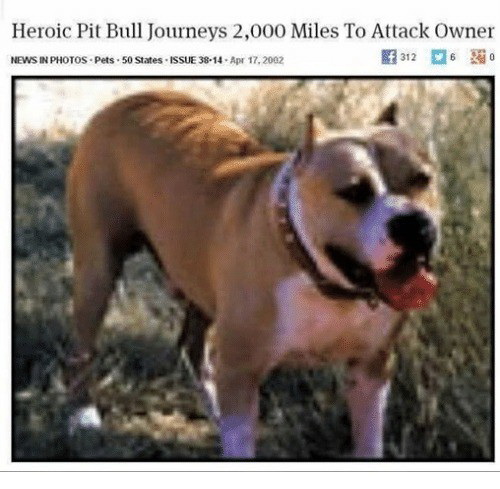Meme Heroic pit bull journeys 2000 miles to attack owner