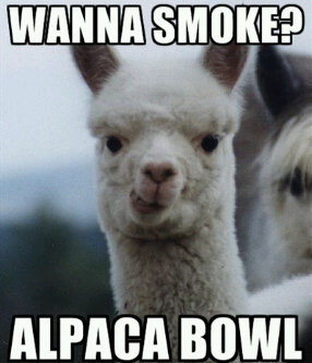 Meme Wanna smoke? Alpaca bowl