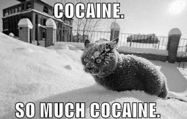 Meme So much cocaine - Cat