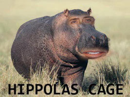 Meme Hippolas Cage