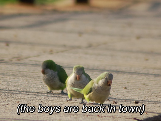 Meme (the boys are back in town)
