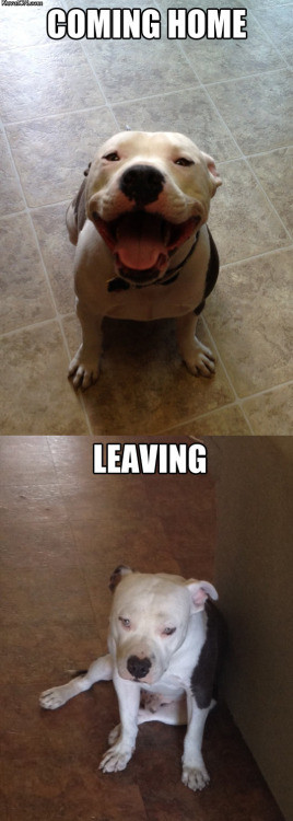 Meme Dog: coming home - Leaving