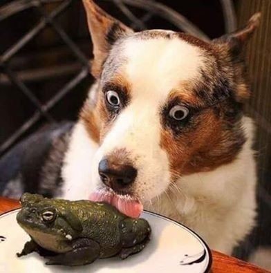 Meme Dog Licks Toad