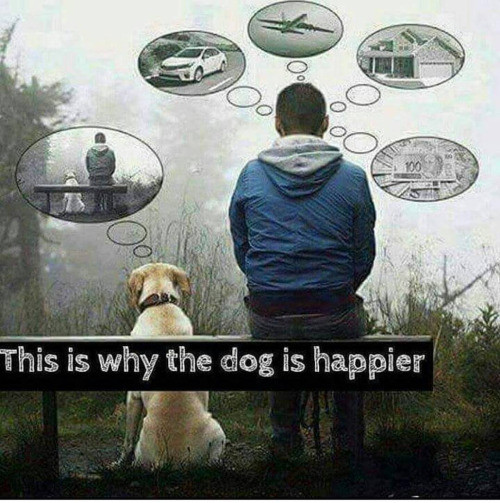 Meme This is why the dog is happier