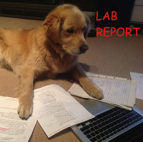 Meme lab report