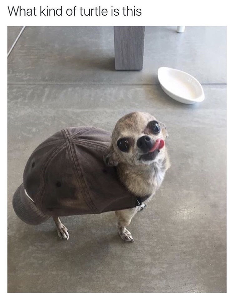 Meme What kind of turtle is this?