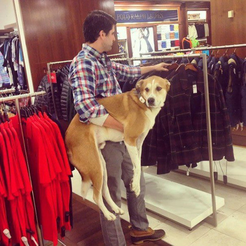 Meme If men shopped with their dogs like women shop with their dogs