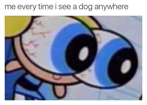 Meme Me everytime I see a dog anywhere