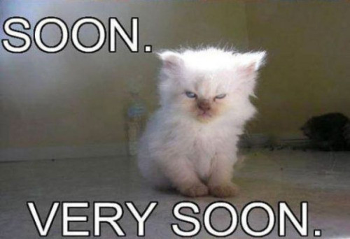 Meme Soon very soon - Kitten