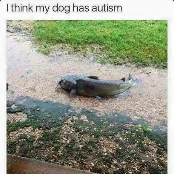 Meme I think my dog has autism