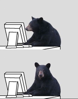 Meme Bear reaction