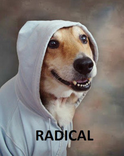Meme Radical Dog