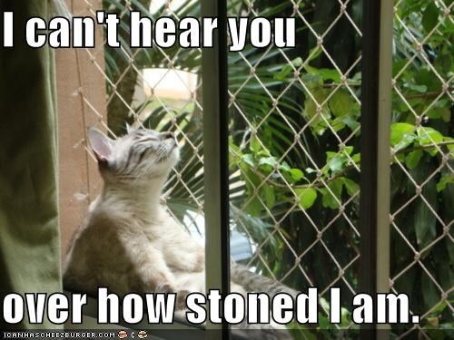 Meme I can't hear you over how stoned I am