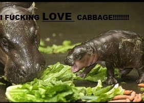 Meme I fucking love cabbage