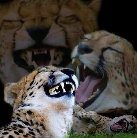 Meme Laughing Cheetah