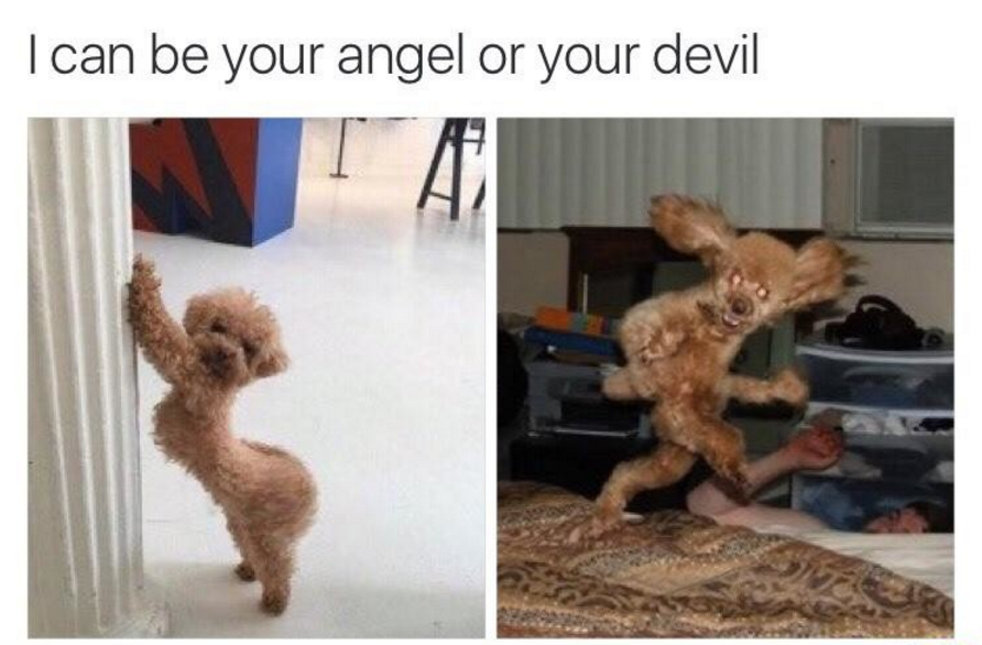 Meme I can be your angel or your devil