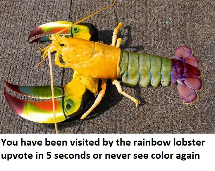 Meme Rainbow lobster