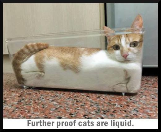 Meme Further proof cats are liquid