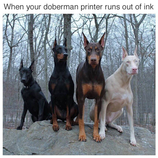 Meme When your doberman printer runs out of ink