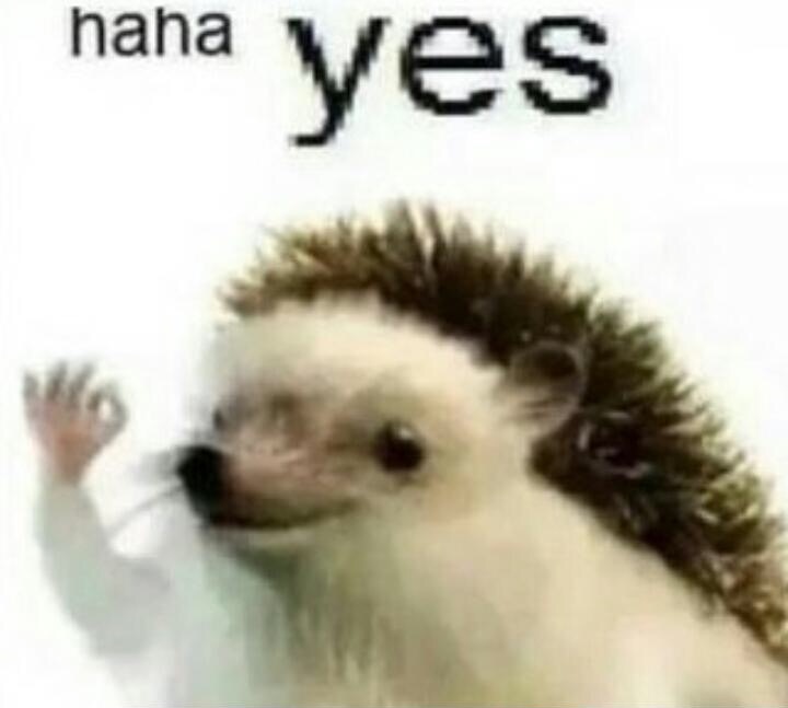 Image result for haha yes porcupine