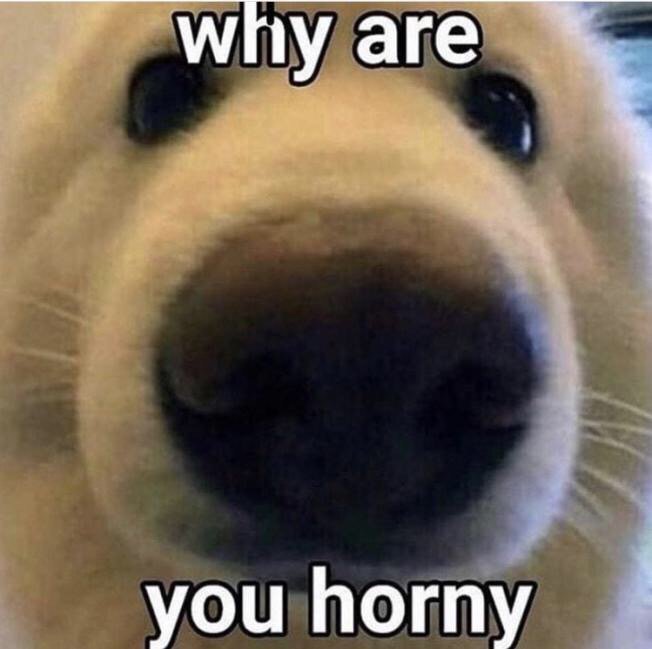 Meme Why are you horny. 