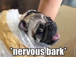 Meme nervous bark