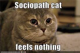 Meme Sociopath cat feels nothing