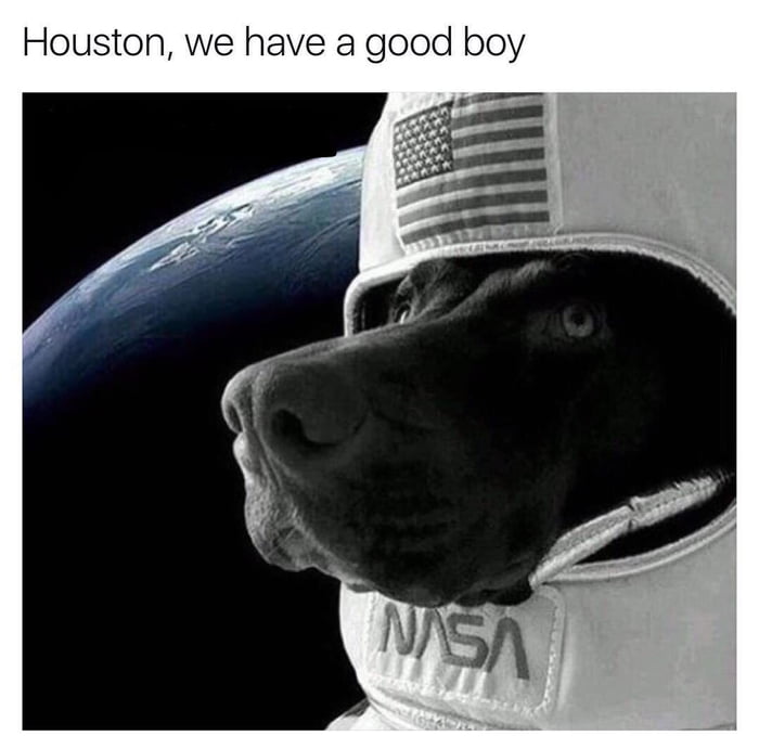Meme Houston we have a good boy