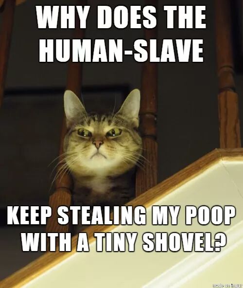 Meme Why does the human-slave keep stealing my poop with a tiny shovel?