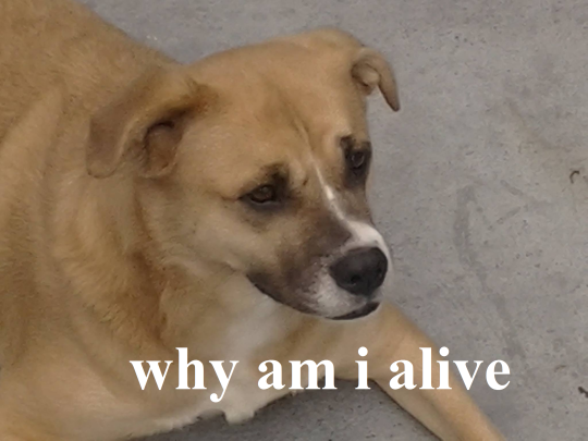 Meme Why am I alive - Dog