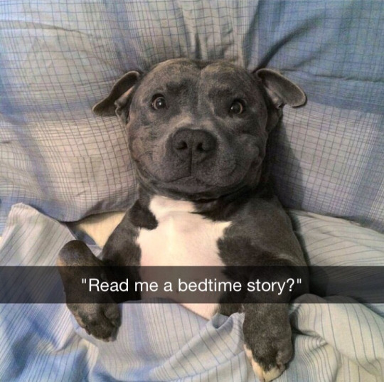 Meme Read me a bedtime story? - Dog