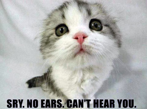 Meme Can't hear you - Kitten