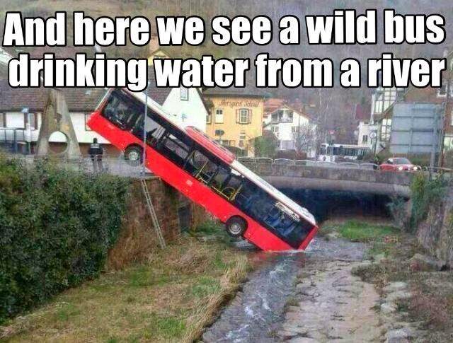 Wild bus drinking water from river