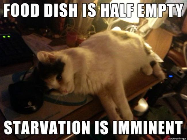 Starvation is imminent - Cat Logic