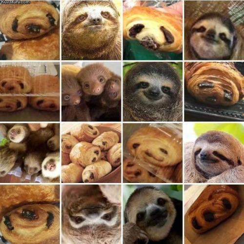Meme Pastry or sloth
