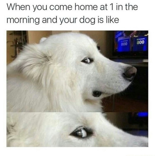 Meme When you come home at 1 in the morning and your dog is like