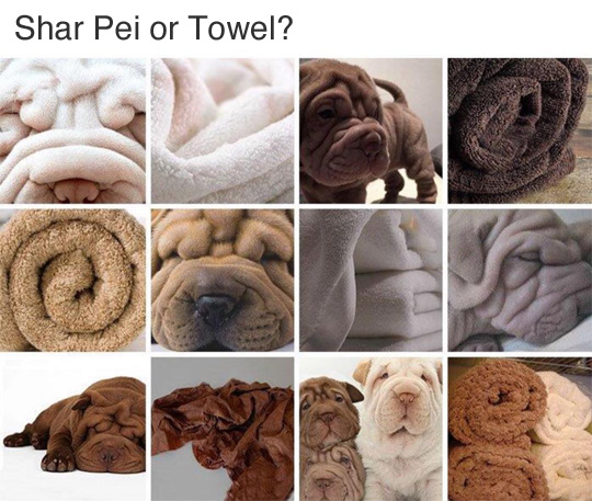 Shar Pei or Towel