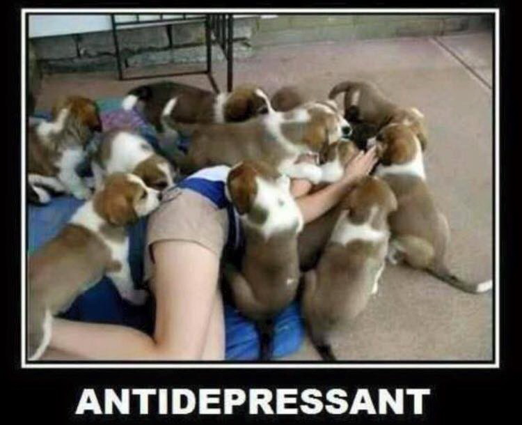 Meme Antidepressant