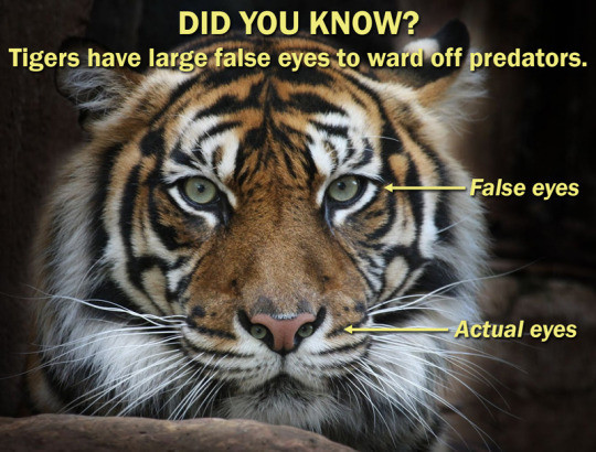 Meme Did you know? - Tigers have large false eyes