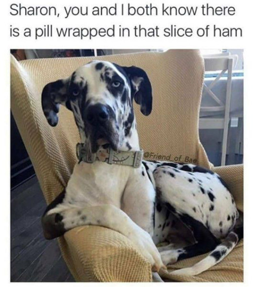 Meme Sharon you and I both know there is a pill wrapped in that slice of ham