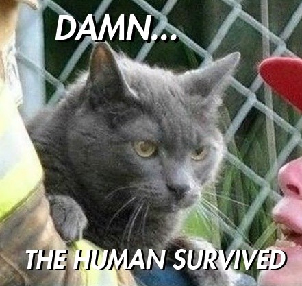 Meme Damn, the human survived - Cat