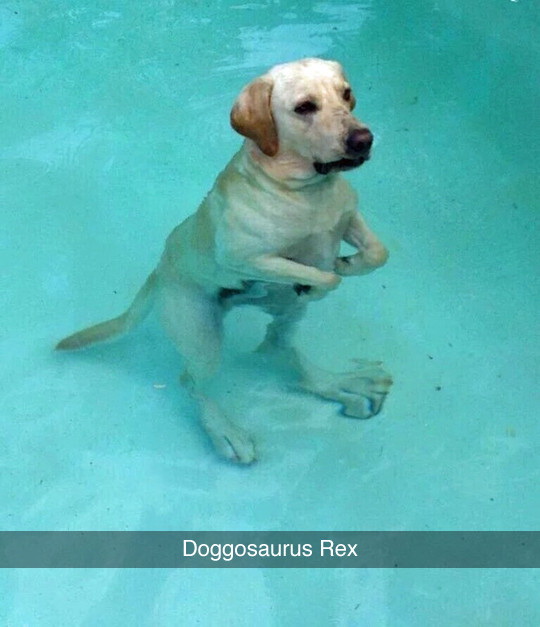 Meme Doggosaurus Rex