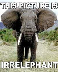 This picture is irrelephant