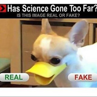Meme Has Science Gone Too Far? - Is this imagereal or fake?