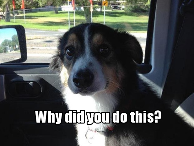 Why did you do this? - Dog - Memes