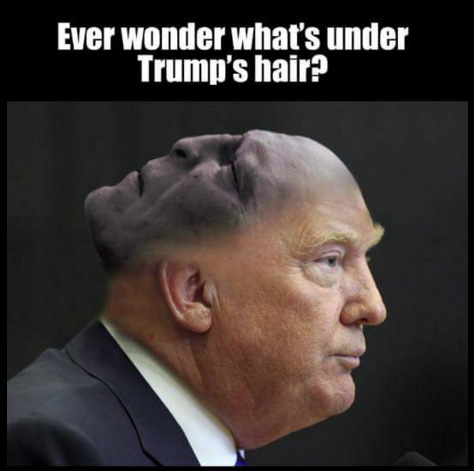 Meme Ever wonder what's under Trump's hair?