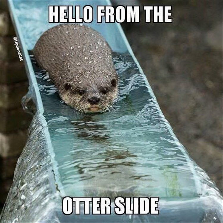 Meme Hello from the otter slide