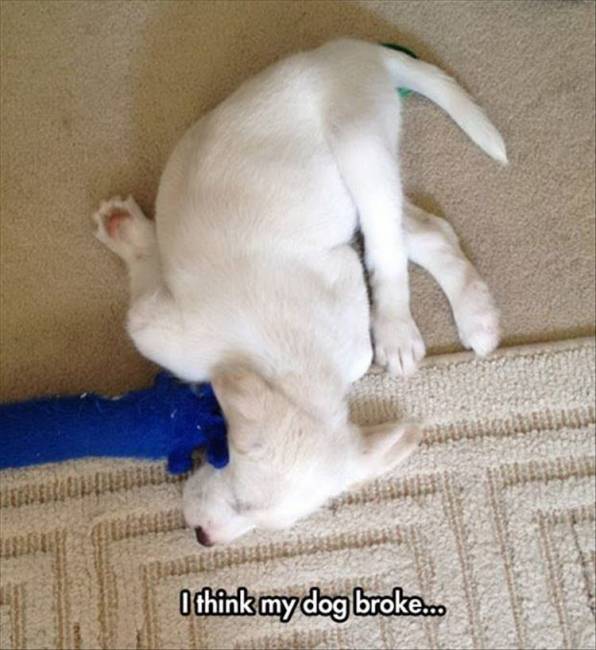 I think my dog broke